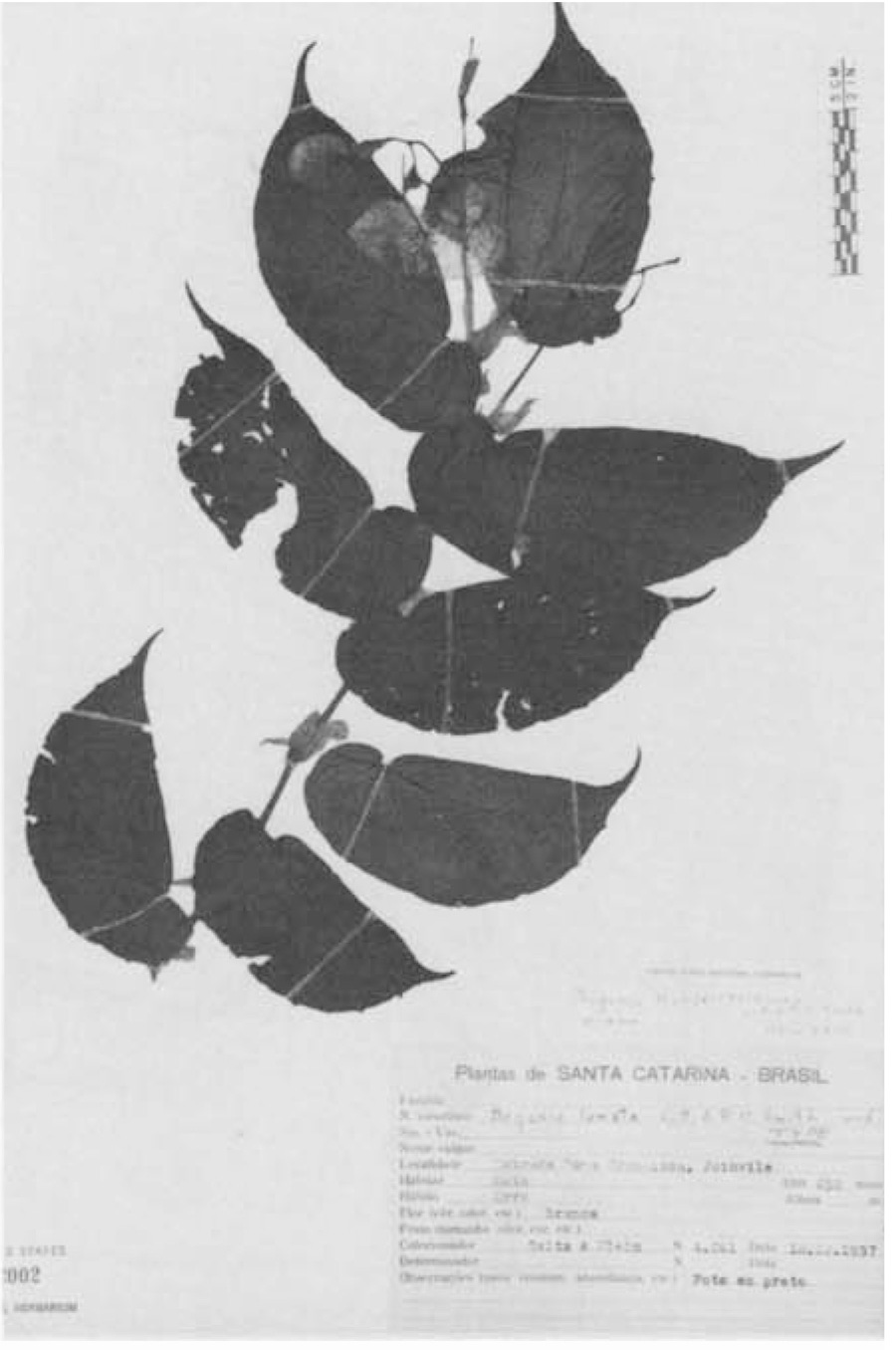 B. konderreisiana